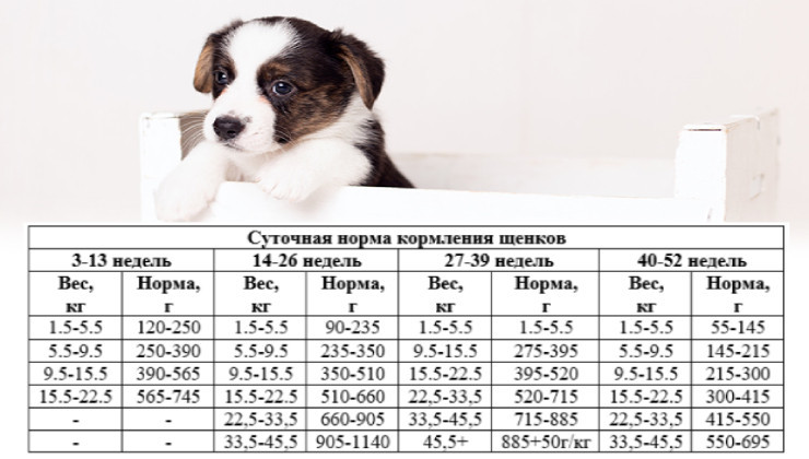таблица: норма сухого корма для щенков
